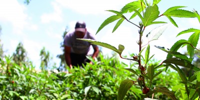 Foto1_GilsonTeixeira - Investimentos em Agricultura