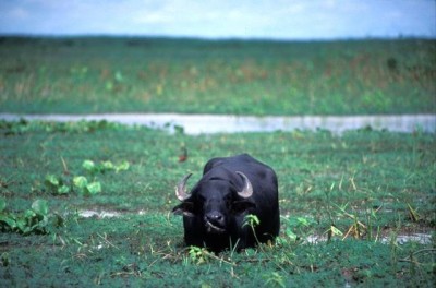 Búfalos terão que ser retirados dos campos naturais da Baixada
